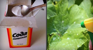 Jak stříkat, zalévat a krmit okurky jedlou sodou